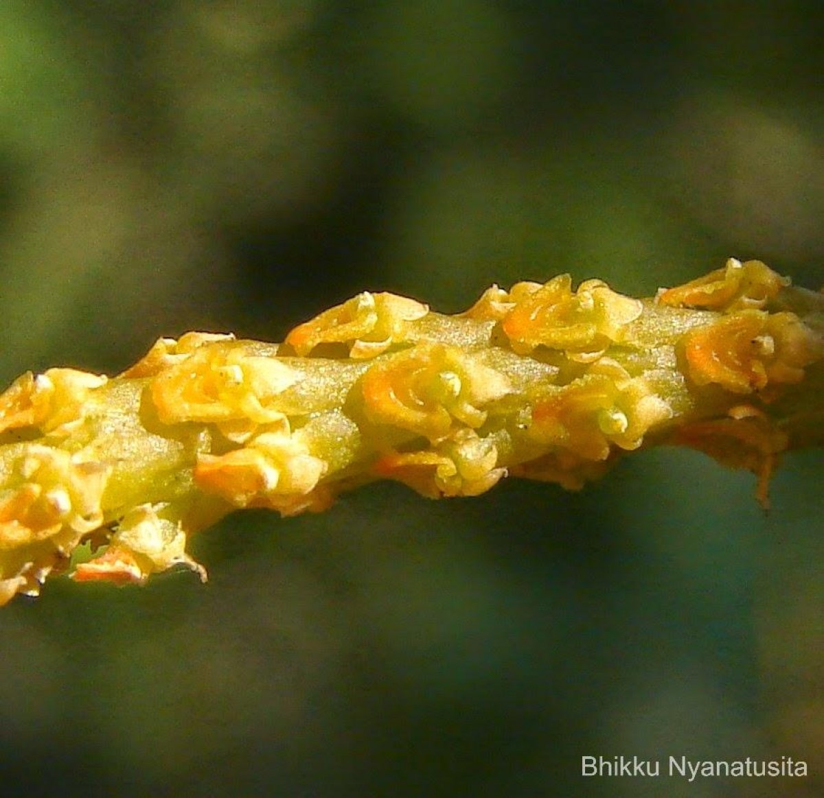 Oberonia forcipata Lindl.